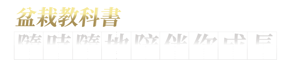 丹尼老師的迷你真柏大解密
