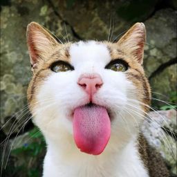 Erica  菜菜子老師