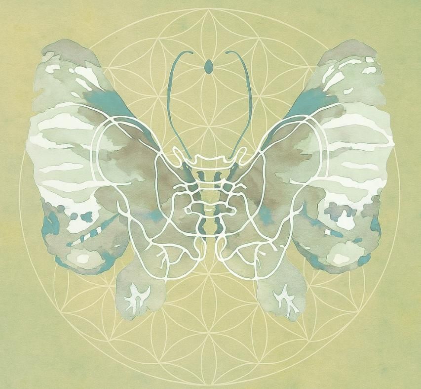 讓聲音回家｜骨盆與聲音的六週旅程