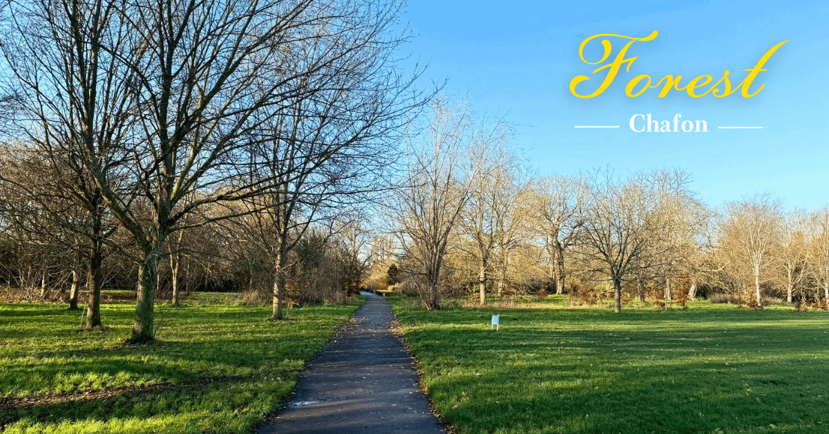 療癒音樂｜森林 Forest