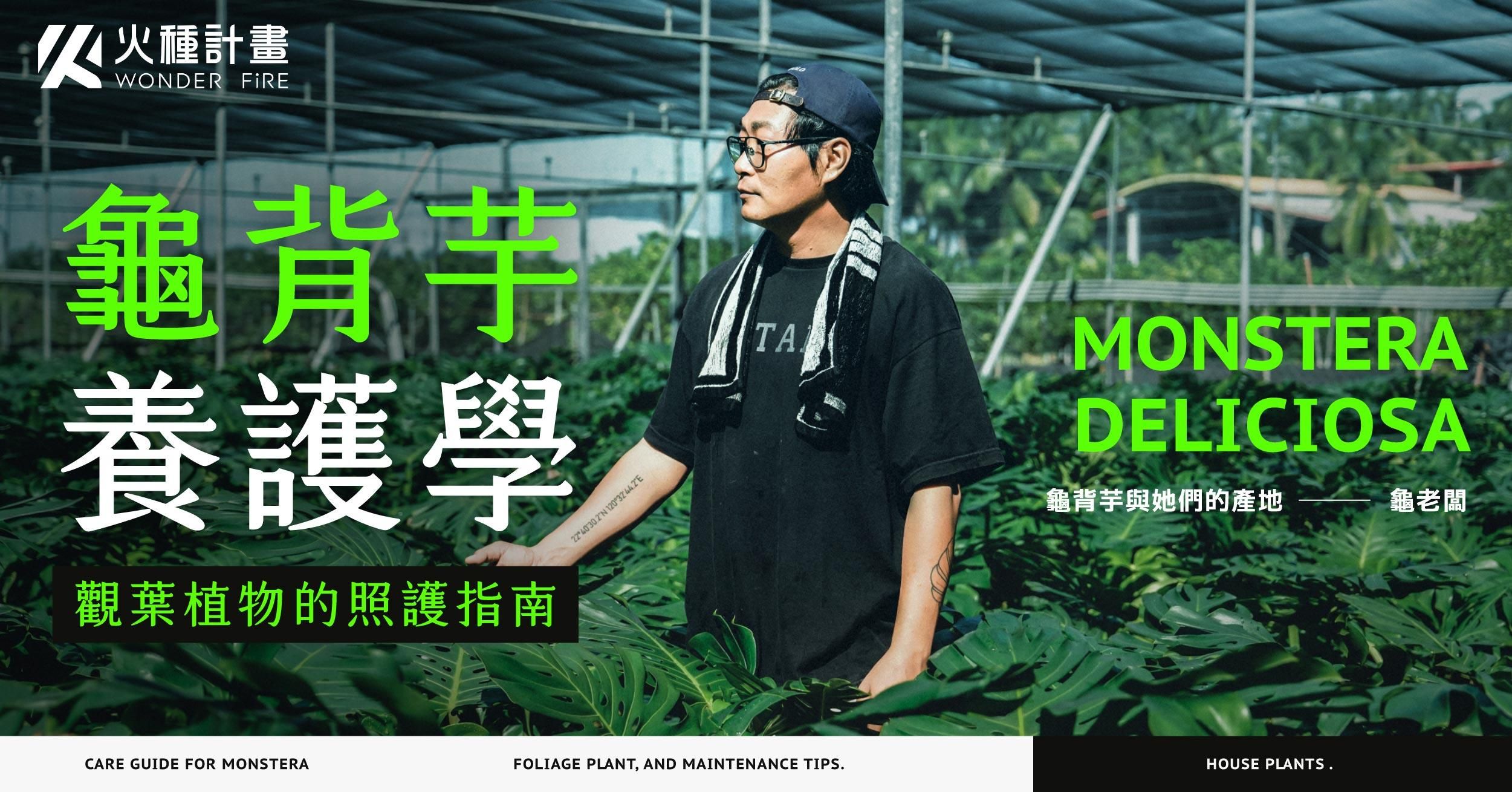 龜背芋養護學｜觀葉植物的照護指南