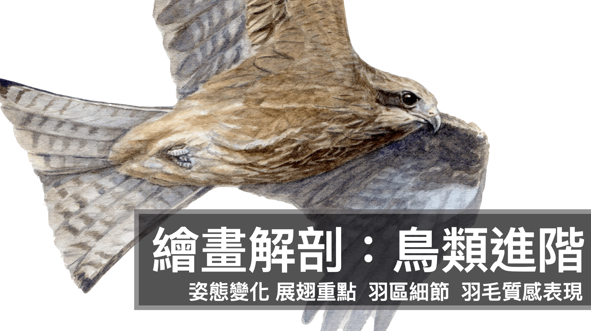 繪畫解剖:鳥類進階