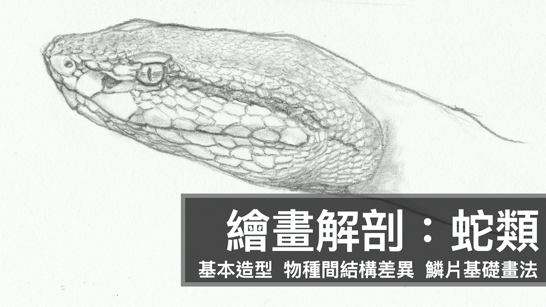 繪畫解剖：蛇類