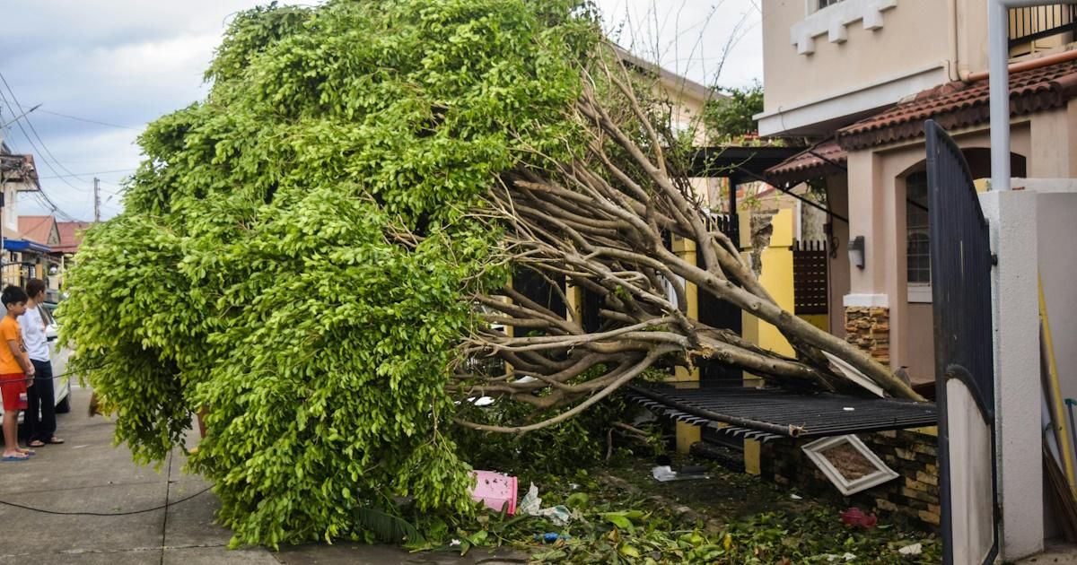 樹斷了，但問題不是風 我們的身分認同危機