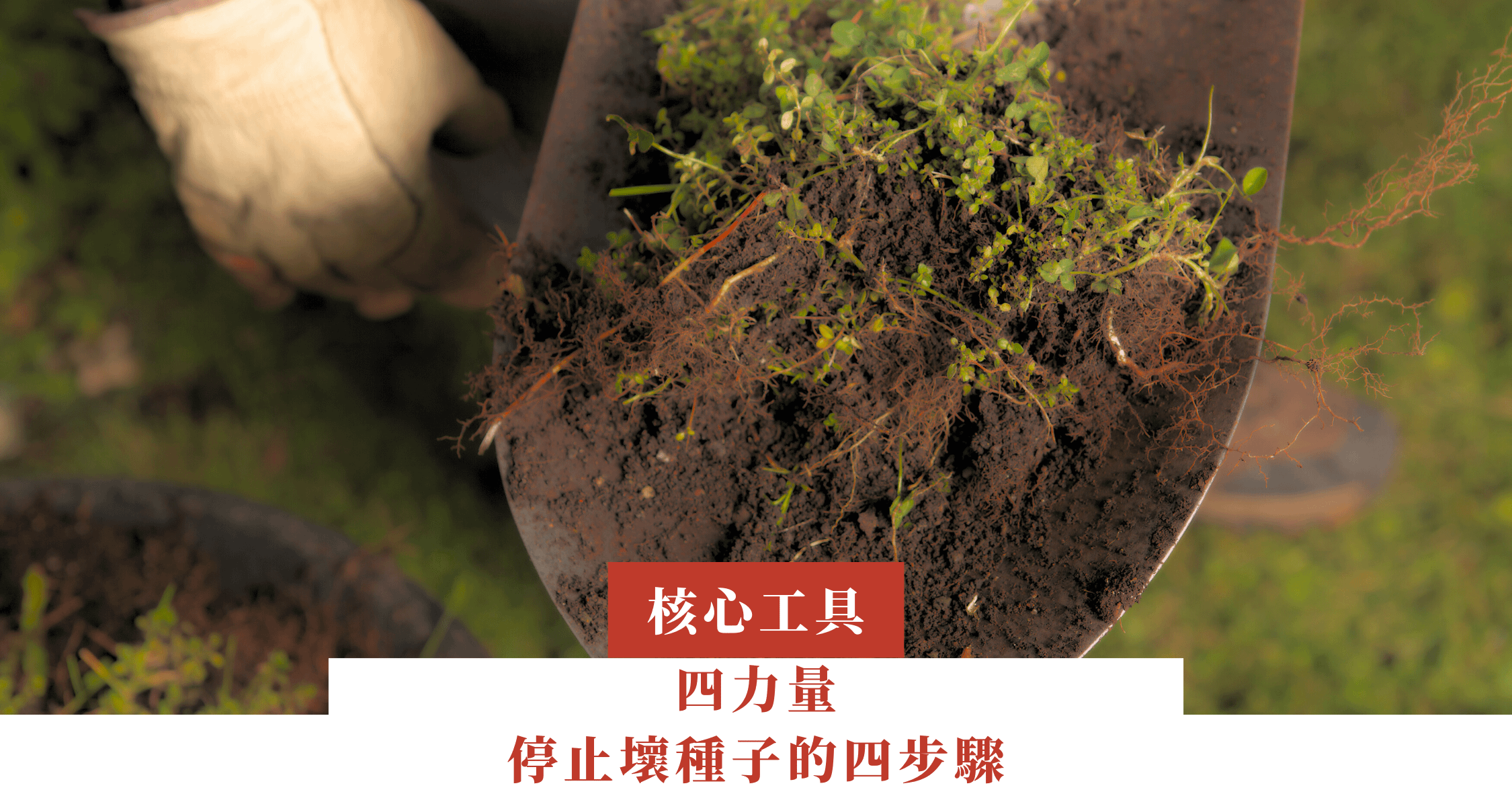 四力量—停止壞種子的四步驟