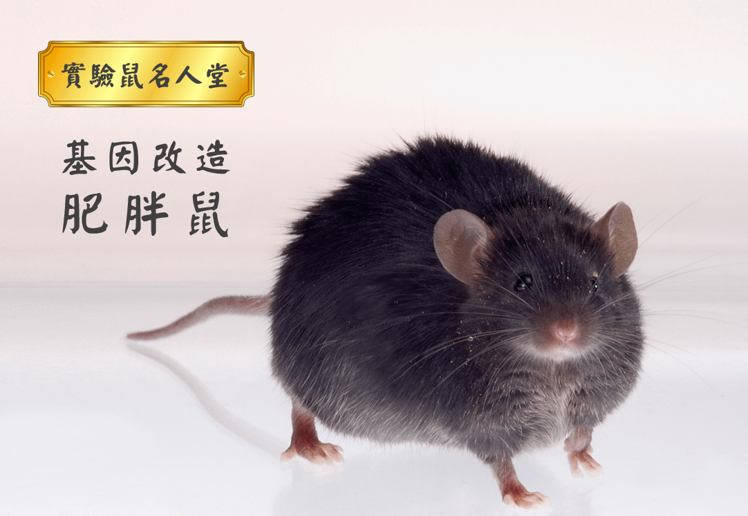實驗鼠名人堂 – 基因改造肥胖鼠	