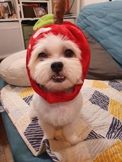 【教官型毛孩老師之實況轉播】