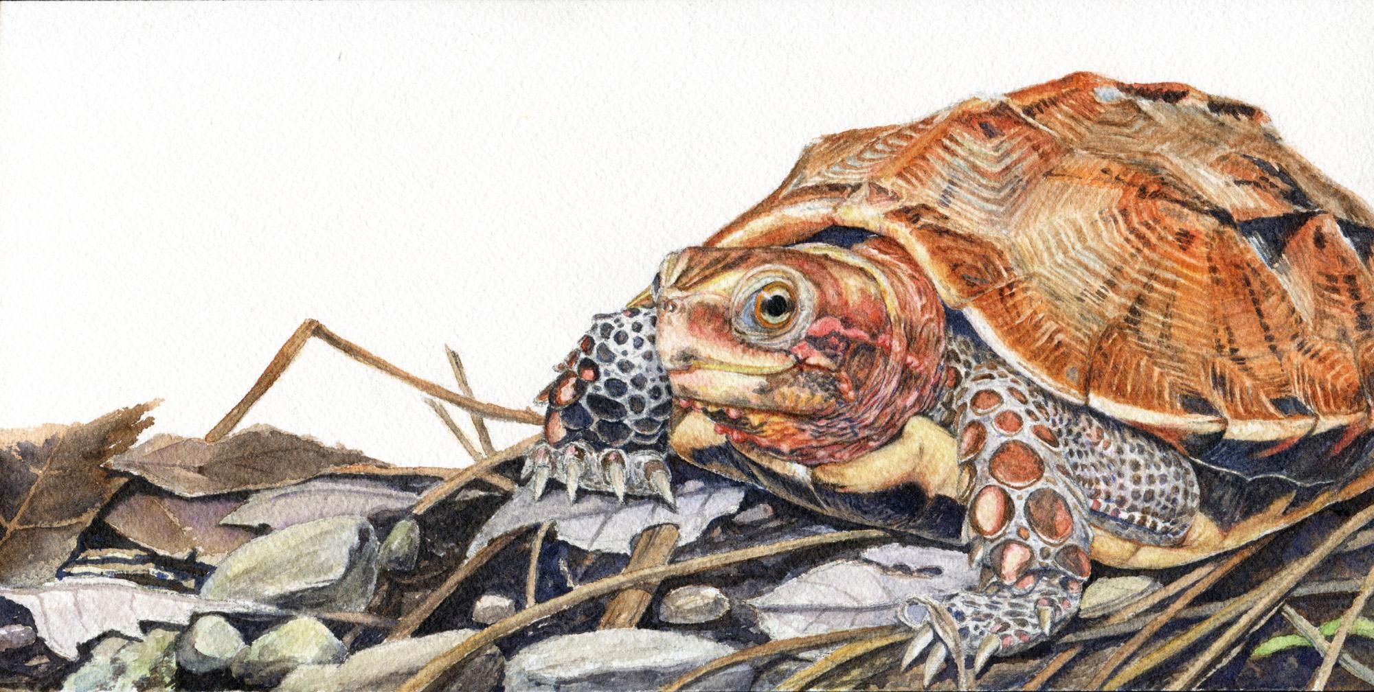 野生繪工作室與繪畫解剖學