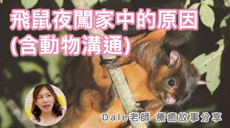【飛鼠夜闖家中的原因？！】