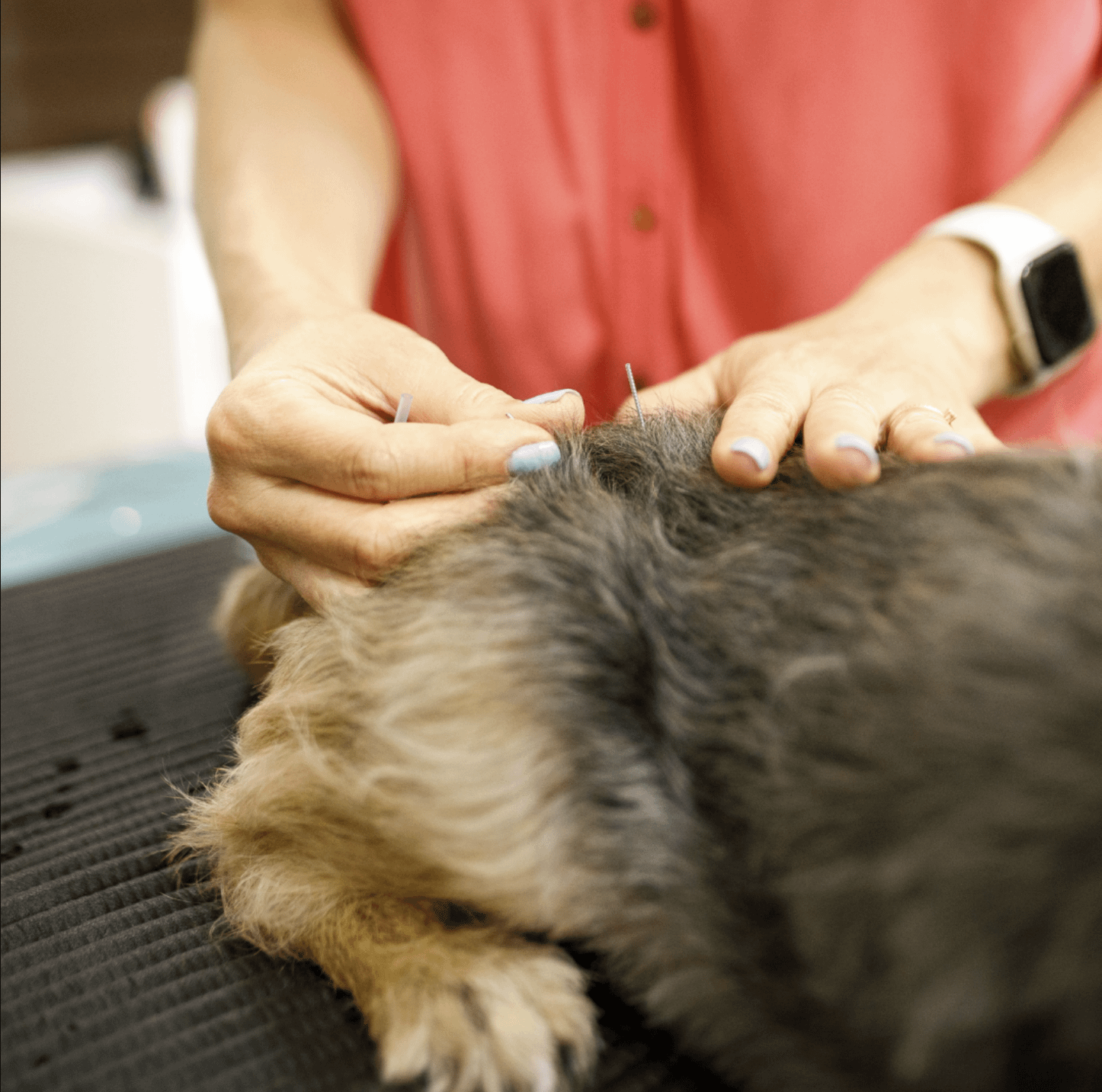 貓狗可以針灸？！周君諺獸醫師帶你認識中醫對毛孩的幫助