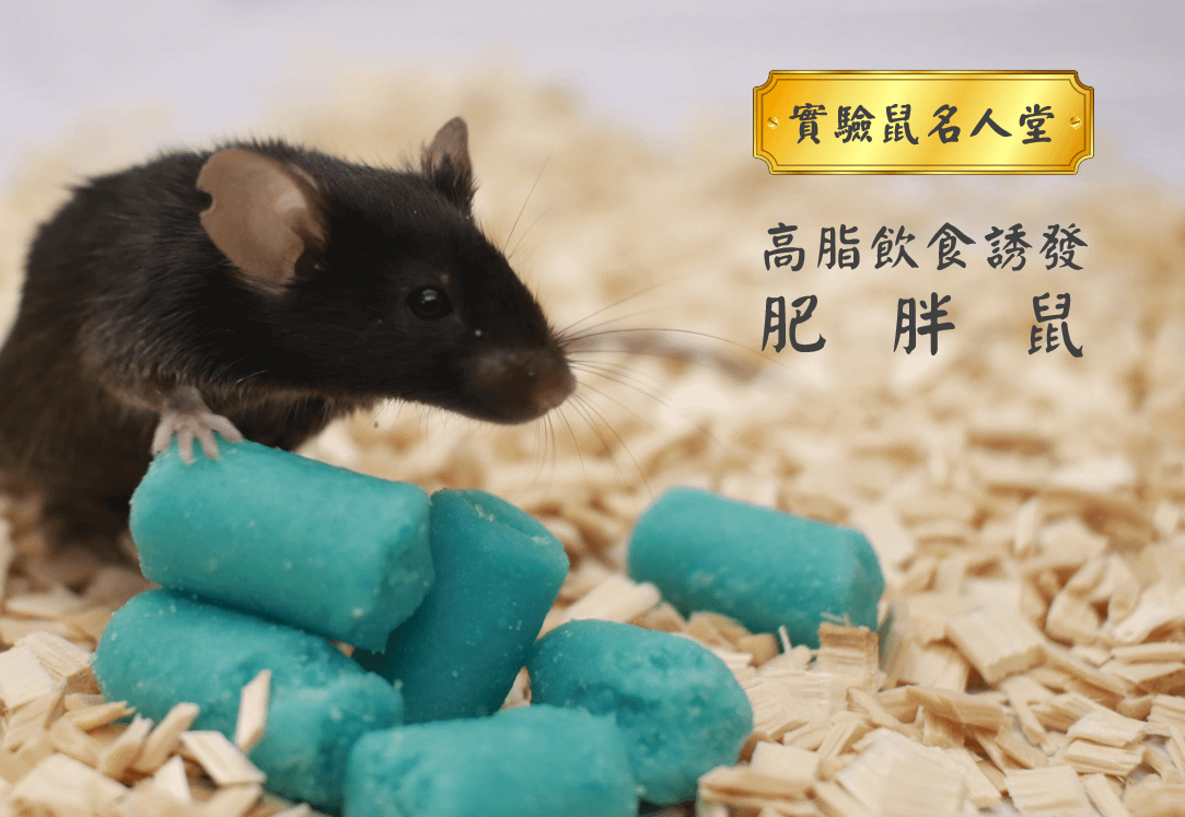 實驗鼠名人堂 – 高脂飲食誘發肥胖鼠