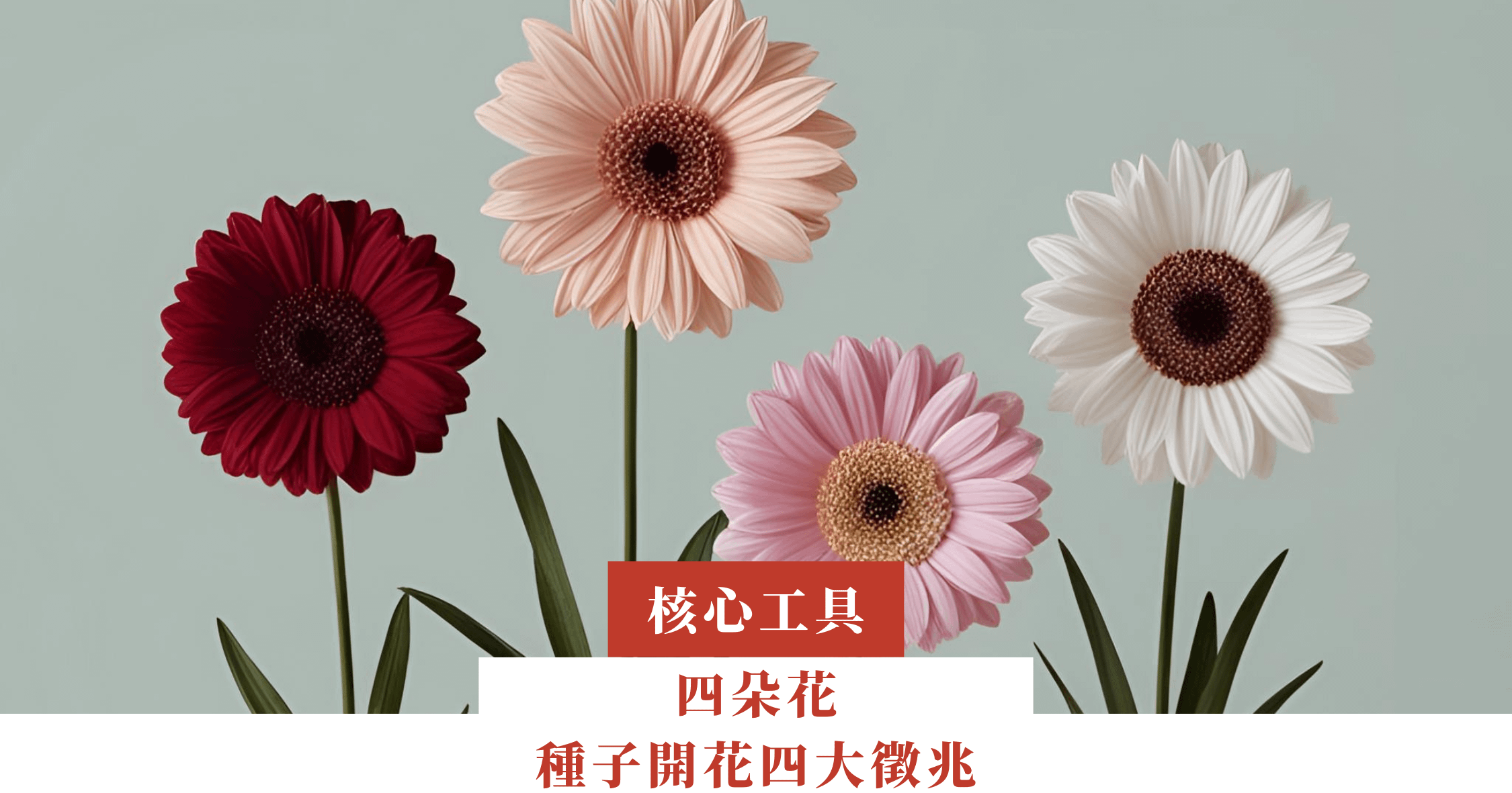 四朵花—種子開花四大徵兆