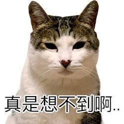 🎉星亞動物溝通新春特輯之【到底為何動物溝通師還要包辦愛情跟麵包啦】