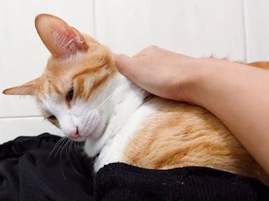 森療課程番外篇 - 金金抱蛋成功連載(1)