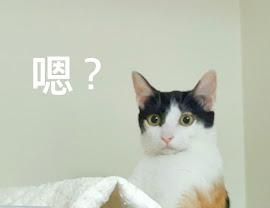 🧧星亞動物溝通新春特輯之 【明明說好是動物溝通，怎麼變成福爾摩斯(暈)】