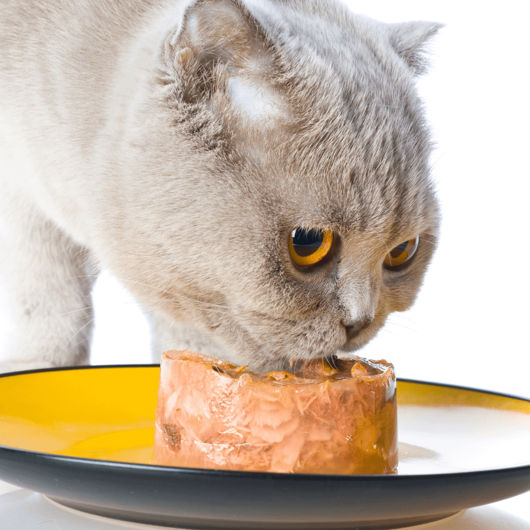 如何善用營養把貓咪餵養到20歲