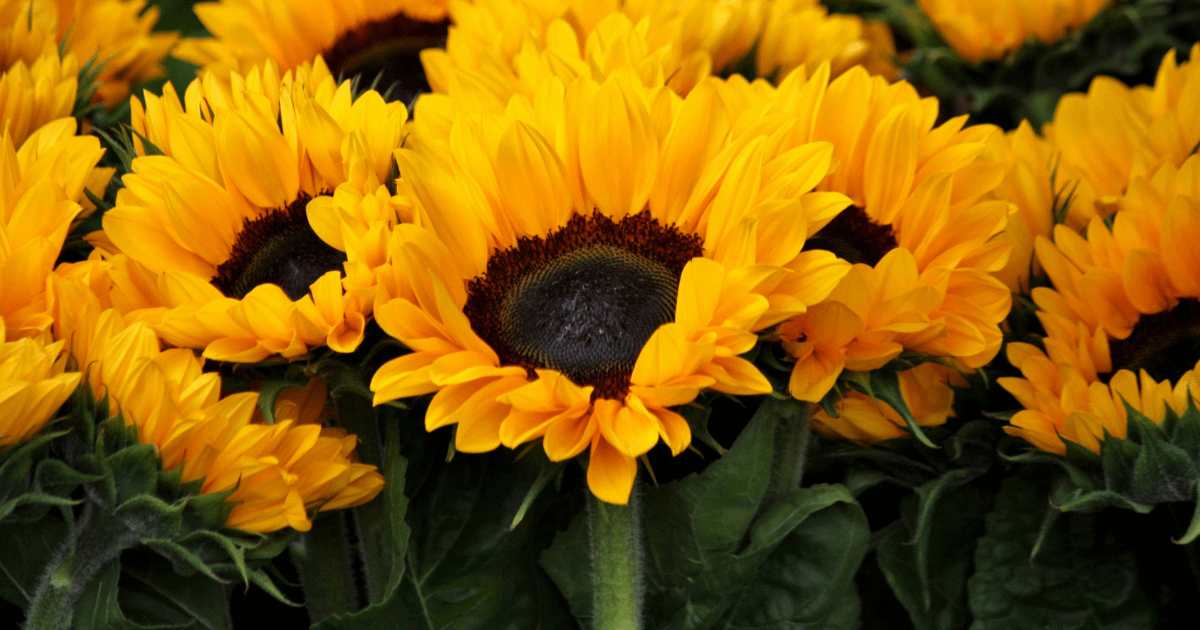 釋放掉就能顯化