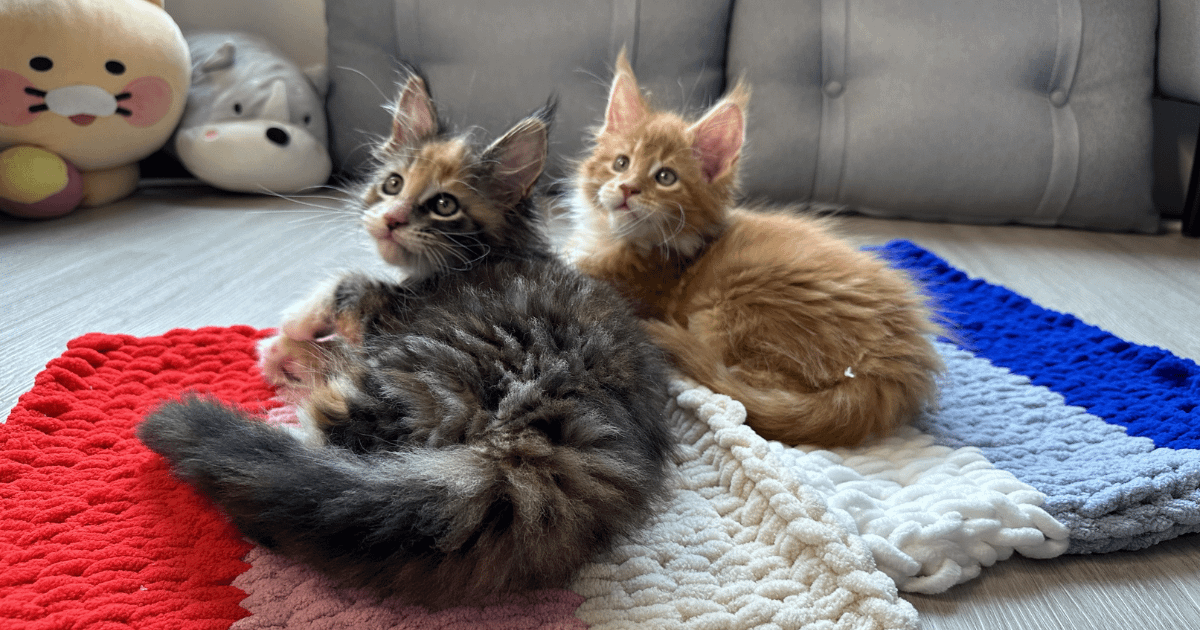 那些貓咪教會我的事