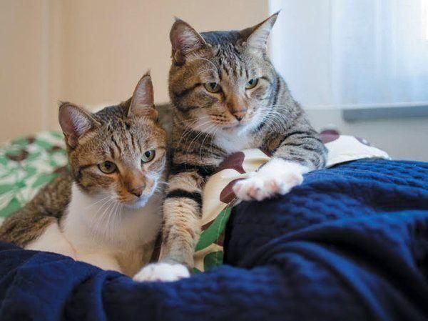 猫の好きなこと