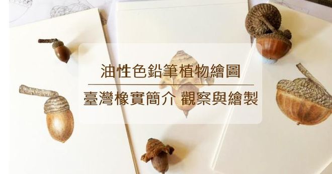 植物繪圖－油性色鉛筆教學：臺灣橡實簡介、觀察與繪製