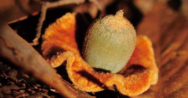 認識臺灣橡實家族:秋季橡實簡介、了解橡實使命、顯微觀察。