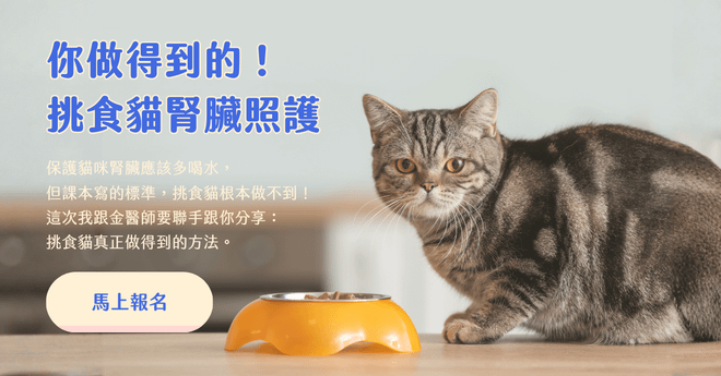 你做得到的！挑食貓腎臟照護