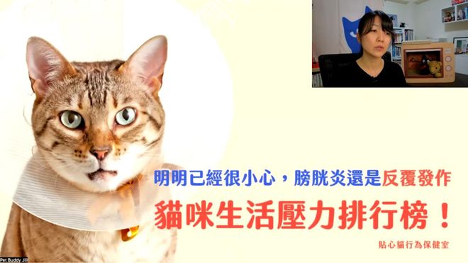 貼心貓行為保健室｜從壓力、挑食到泌尿問題，帶你一次釐清